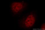 RFC4 Antibody in Immunocytochemistry (ICC/IF)