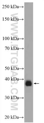RFC4 Antibody in Western Blot (WB)