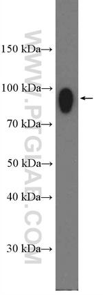 IFNGR1 Antibody in Western Blot (WB)