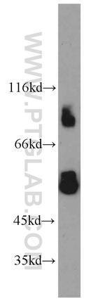 IFNGR1 Antibody in Western Blot (WB)