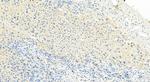 CXCL5 Antibody in Immunohistochemistry (Paraffin) (IHC (P))