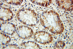 PUF60 Antibody in Immunohistochemistry (Paraffin) (IHC (P))