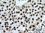 PUF60 Antibody in Immunohistochemistry (Paraffin) (IHC (P))