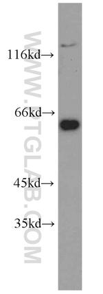 PUF60 Antibody in Western Blot (WB)