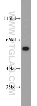 PUF60 Antibody in Western Blot (WB)
