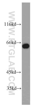 PUF60 Antibody in Western Blot (WB)