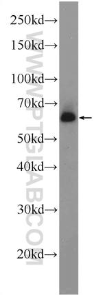PUF60 Antibody in Western Blot (WB)