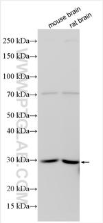 ARHI Antibody in Western Blot (WB)
