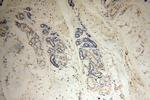 HERP Antibody in Immunohistochemistry (Paraffin) (IHC (P))