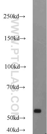 SMARCE1 Antibody in Western Blot (WB)