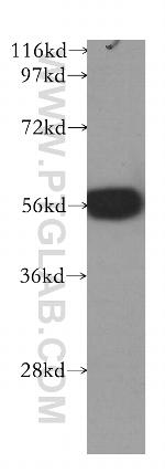 SMARCE1 Antibody in Western Blot (WB)