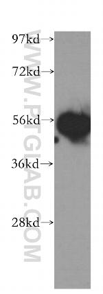 SMARCE1 Antibody in Western Blot (WB)
