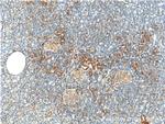 PTHLH Antibody in Immunohistochemistry (Paraffin) (IHC (P))
