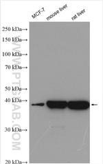 IVD Antibody in Western Blot (WB)