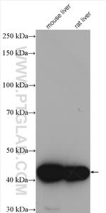 IVD Antibody in Western Blot (WB)