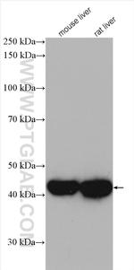 IVD Antibody in Western Blot (WB)