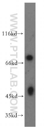 DUSP9 Antibody in Western Blot (WB)