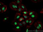 c-MYC Antibody in Immunocytochemistry (ICC/IF)
