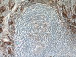ICAM-1 Antibody in Immunohistochemistry (Paraffin) (IHC (P))