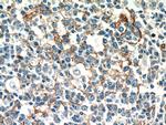 ICAM-1 Antibody in Immunohistochemistry (Paraffin) (IHC (P))