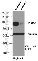 ICAM-1 Antibody in Western Blot (WB)