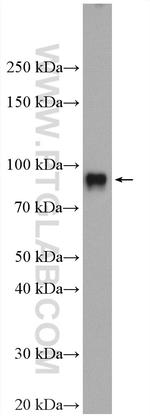 ICAM-1 Antibody in Western Blot (WB)