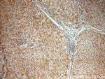 BMI1 Antibody in Immunohistochemistry (Paraffin) (IHC (P))