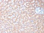 ALDH1L1 Monoclonal Antibody (ALDH1L1/7959)