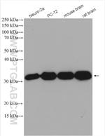 Syntaxin 6 Antibody in Western Blot (WB)