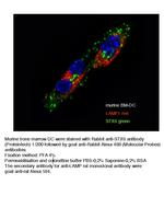 Syntaxin 6 Antibody in Immunocytochemistry (ICC/IF)