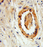 Syntaxin 6 Antibody in Immunohistochemistry (Paraffin) (IHC (P))