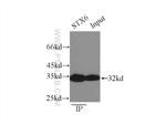 Syntaxin 6 Antibody in Immunoprecipitation (IP)