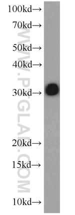 Syntaxin 6 Antibody in Western Blot (WB)