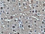 alpha-synuclein Antibody in Immunohistochemistry (Paraffin) (IHC (P))