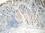 IL1RA Antibody in Immunohistochemistry (Paraffin) (IHC (P))