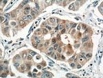 NOL3 Antibody in Immunohistochemistry (Paraffin) (IHC (P))