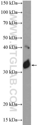 NOL3 Antibody in Western Blot (WB)