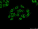 HNRNPA0 Antibody in Immunocytochemistry (ICC/IF)