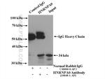 HNRNPA0 Antibody in Western Blot (WB)
