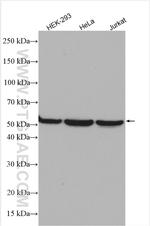 TRIM11 Antibody in Western Blot (WB)