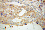 PCDHGC3 Antibody in Immunohistochemistry (Paraffin) (IHC (P))