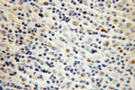 OCT2 Antibody in Immunohistochemistry (Paraffin) (IHC (P))