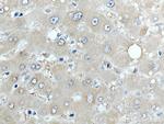 ARMET Antibody in Immunohistochemistry (Paraffin) (IHC (P))