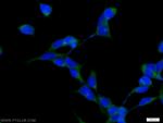 HOOK1 Antibody in Immunocytochemistry (ICC/IF)