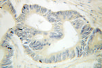 HOOK1 Antibody in Immunohistochemistry (Paraffin) (IHC (P))