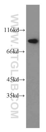 HOOK1 Antibody in Western Blot (WB)