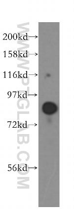 HOOK1 Antibody in Western Blot (WB)