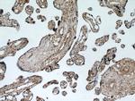 FBXO5 Antibody in Immunohistochemistry (Paraffin) (IHC (P))