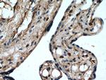 FBXO5 Antibody in Immunohistochemistry (Paraffin) (IHC (P))