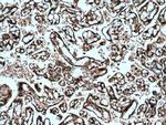 FBXO5 Antibody in Immunohistochemistry (Paraffin) (IHC (P))